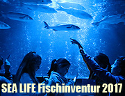 Sea Life München - Inventur im Großaquarium - Fischzählung bis 29.01.2017 (©Foto. Martin Schmitz)